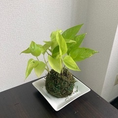 苔玉