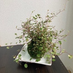 苔玉の画像