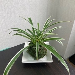苔玉の画像