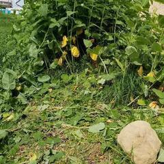 草刈り行います。　　
