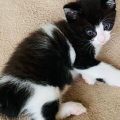 子猫「ハッピー＆ジョイ」（お見合い調整中）