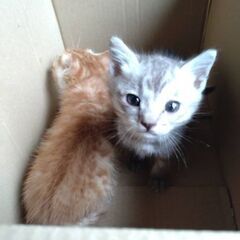 だれか子猫2匹、欲しい方いませんか？