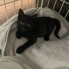 猫が大好きな子猫です。🐈‍⬛