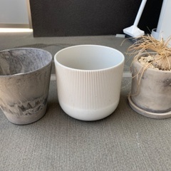 観葉植物用の鉢あげますの画像