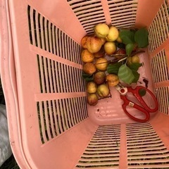 杏子無料！巨木です