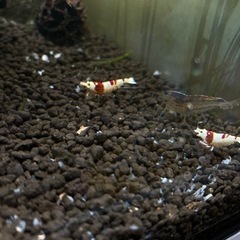 レッドビーシュリンプの画像