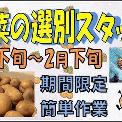 【8月～2月♪】じゃがいもの選別〈美幌〉
