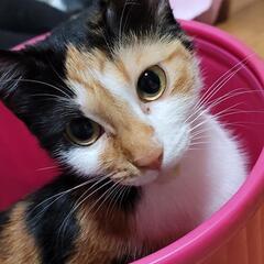 家内で飼育