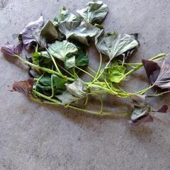 安納芋の苗一本40円