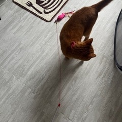 【お引取先決定】猫ちゃん用おもちゃ4点お譲りしますの画像