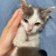 子猫 １ヶ月 里親募集中