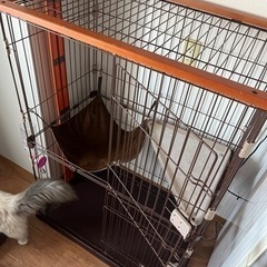 猫 ゲージの画像