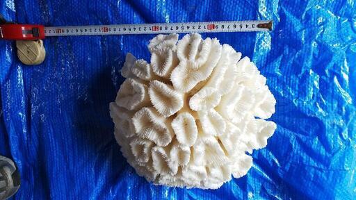 最終値下げ 沖縄県産の珊瑚