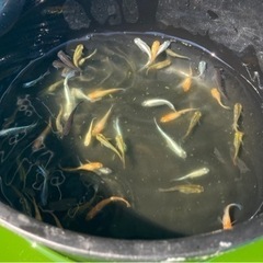 ミックスメダカ45匹の画像