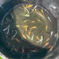 ミックスメダカ45匹の画像