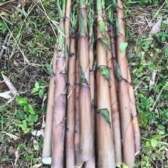 ◀︎農家の方◀︎筍/タケノコ◀︎交換希望◀︎大崎〜登米〜石巻〜松...