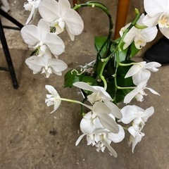 ミニ胡蝶蘭　受付終了
