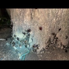 カブトムシ、オス3匹の画像