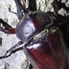 カブトムシ、オス3匹