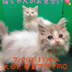 4/2生サイベリアン♂・♀(トライアウト猫)の画像