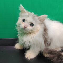 4/2生サイベリアン♂・♀(トライアウト猫) - 大田区