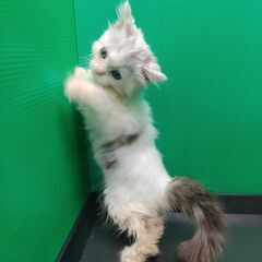 4/2生サイベリアン♂・♀(トライアウト猫) − 東京都