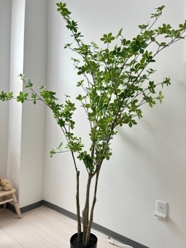 この1本で　空間が明るくなる　ドウダンツツジ✨