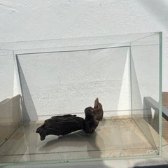 ADA 45cm 水槽 流木付き