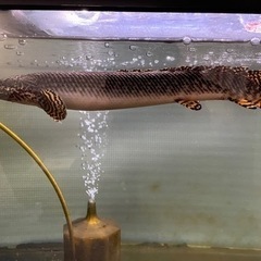 ポリプテルス・オルナティピンニスの飼育方法|大きさ、性格