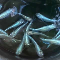 幹之メダカ（親フルボディ/鉄仮面）成魚10匹セット（♂♀ランダム）