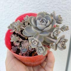 子持ち蓮華 苗 《果樹苗・無農薬野菜と交換希望》