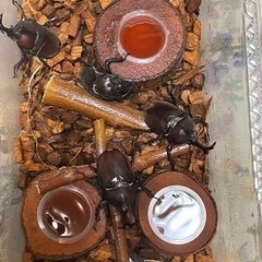 国産カブトムシ　もらって下さい