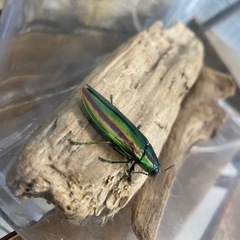 タマムシ