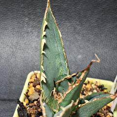 取り引き中　アガベ★チタノタ①★白鯨の画像