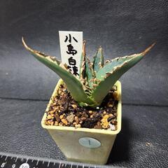 取り引き中　アガベ★チタノタ①★白鯨の画像
