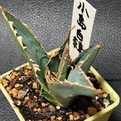 取り引き中　アガベ★チタノタ①★白鯨の画像