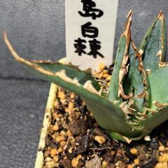 取り引き中　アガベ★チタノタ①★白鯨の画像