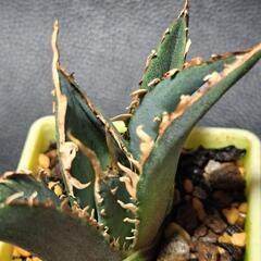 取り引き中　アガベ★チタノタ②★白鯨の画像