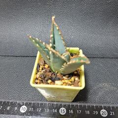 取り引き中　アガベ★チタノタ②★白鯨の画像