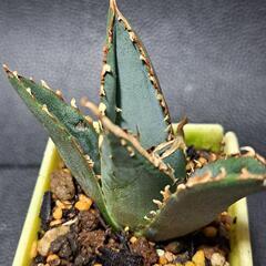 取り引き中　アガベ★チタノタ②★白鯨の画像