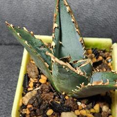 取り引き中　アガベ★チタノタ②★白鯨の画像