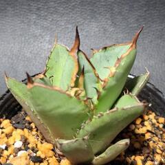 取り引き中　アガベ★チタノタ①★小島白棘の画像