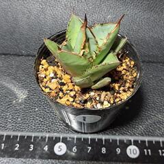 取り引き中　アガベ★チタノタ①★小島白棘の画像