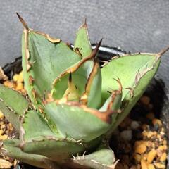 取り引き中　アガベ★チタノタ①★小島白棘の画像