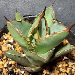 取り引き中　アガベ★チタノタ①★小島白棘の画像