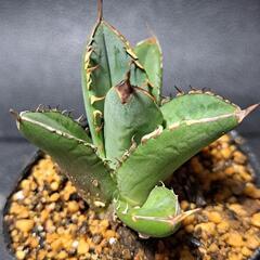 取り引き中　アガベ★チタノタ②★コジマ白棘の画像