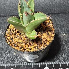 取り引き中　アガベ★チタノタ②★コジマ白棘の画像