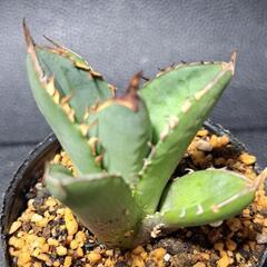 取り引き中　アガベ★チタノタ②★コジマ白棘の画像