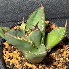 取り引き中　アガベ★チタノタ②★コジマ白棘の画像