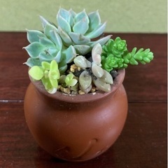 多肉植物　寄せ植えプリン壺①